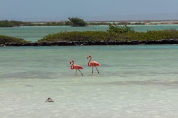 Bonaire natuur