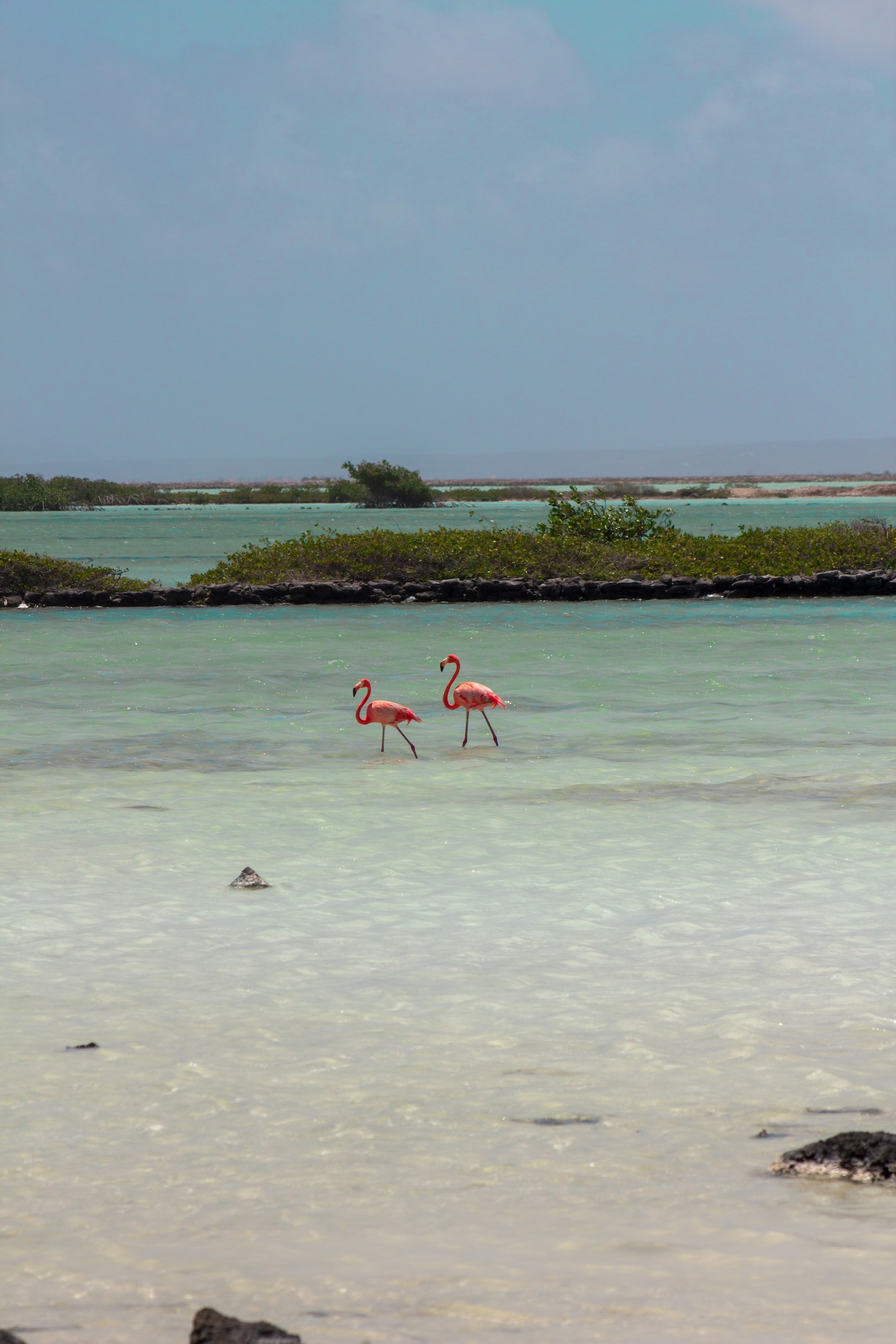 Bonaire natuur