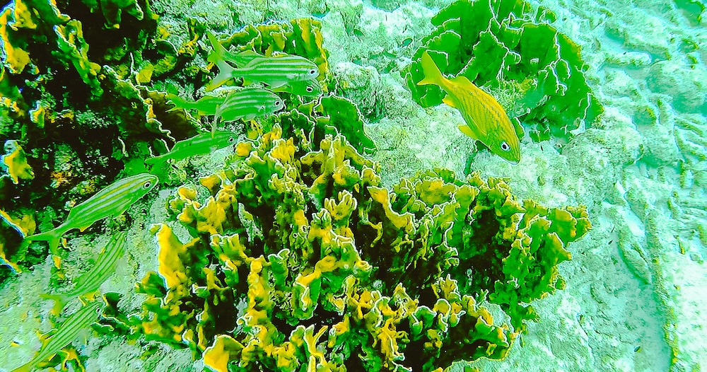 Bonaire natuur, Bonaire National Marine Park