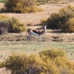 Bontebok spotten bushmans kloof