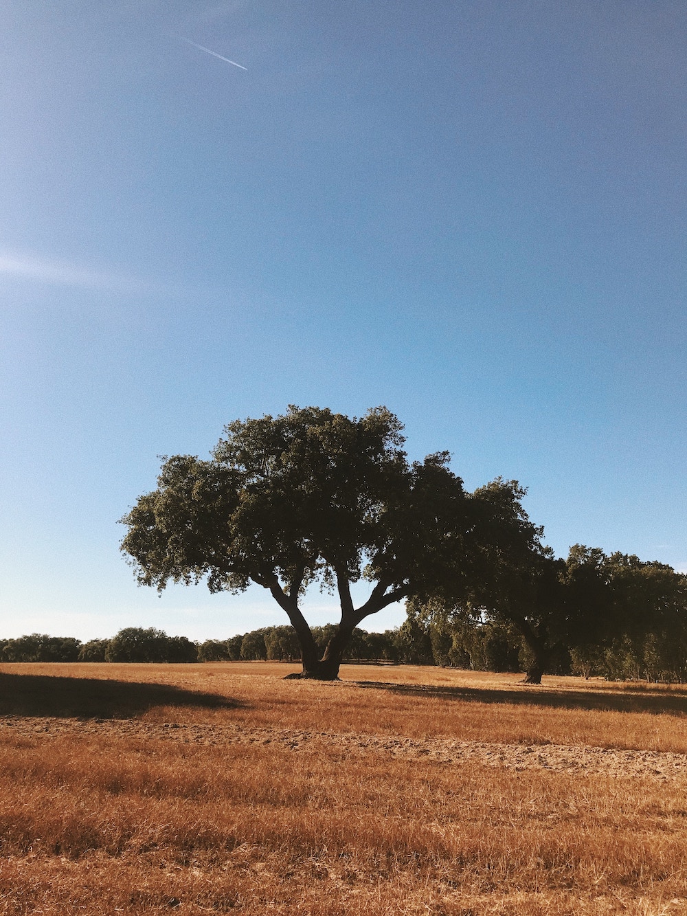 Boom in Alentejo