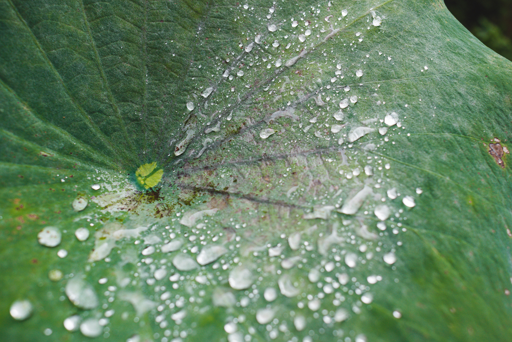 Botanische tuin Lucca