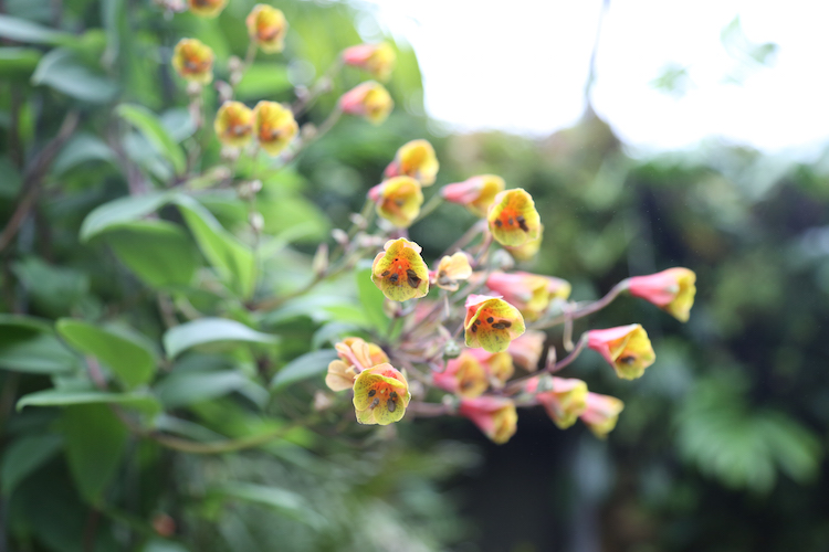 Botanische tuin in zurich