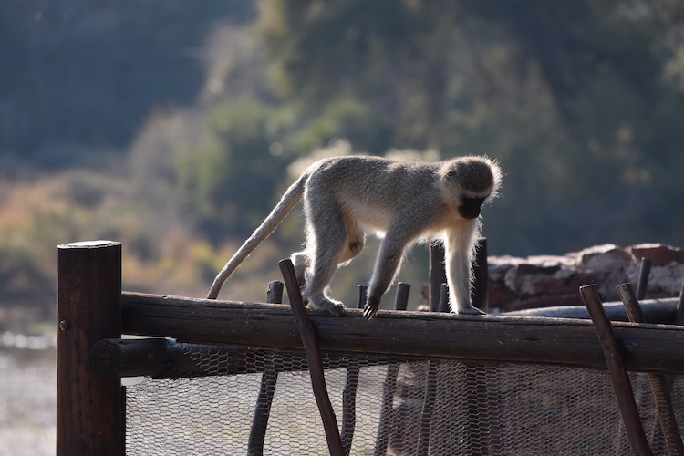 Botswana apen