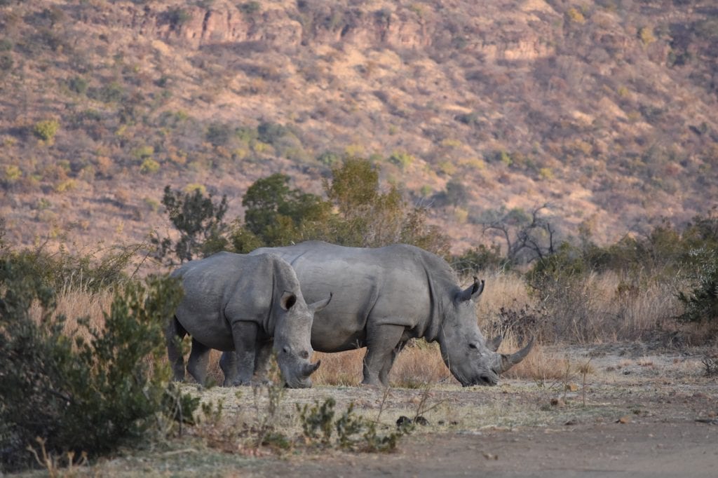 Botswana neushoorns spotten backpack reis