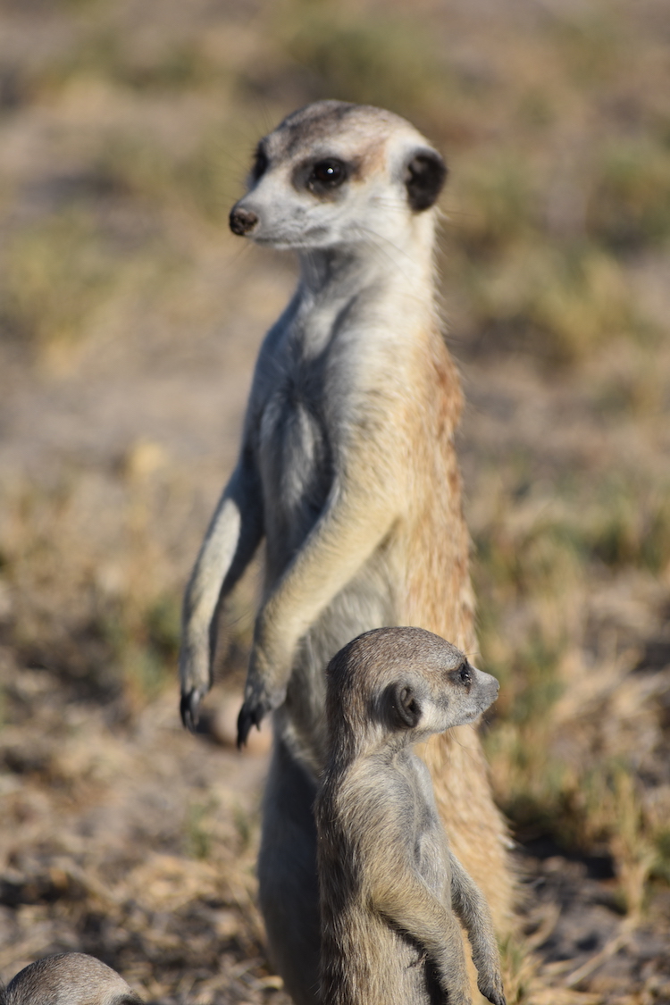 Botswana stokstaartjes