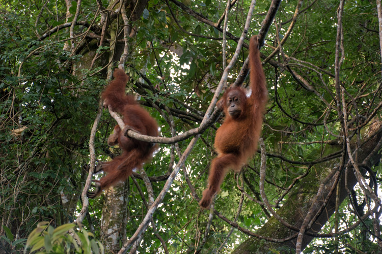 Bukit Lawang Orang Oetans