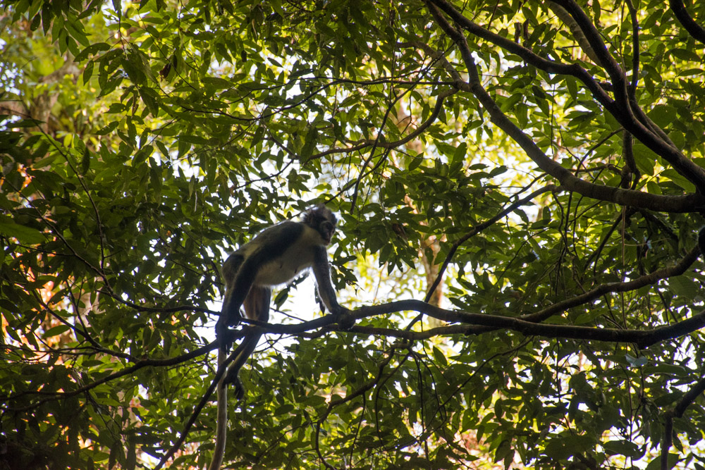 Bukit Lawang Sumatra