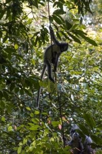 Bukit Lawang aapje