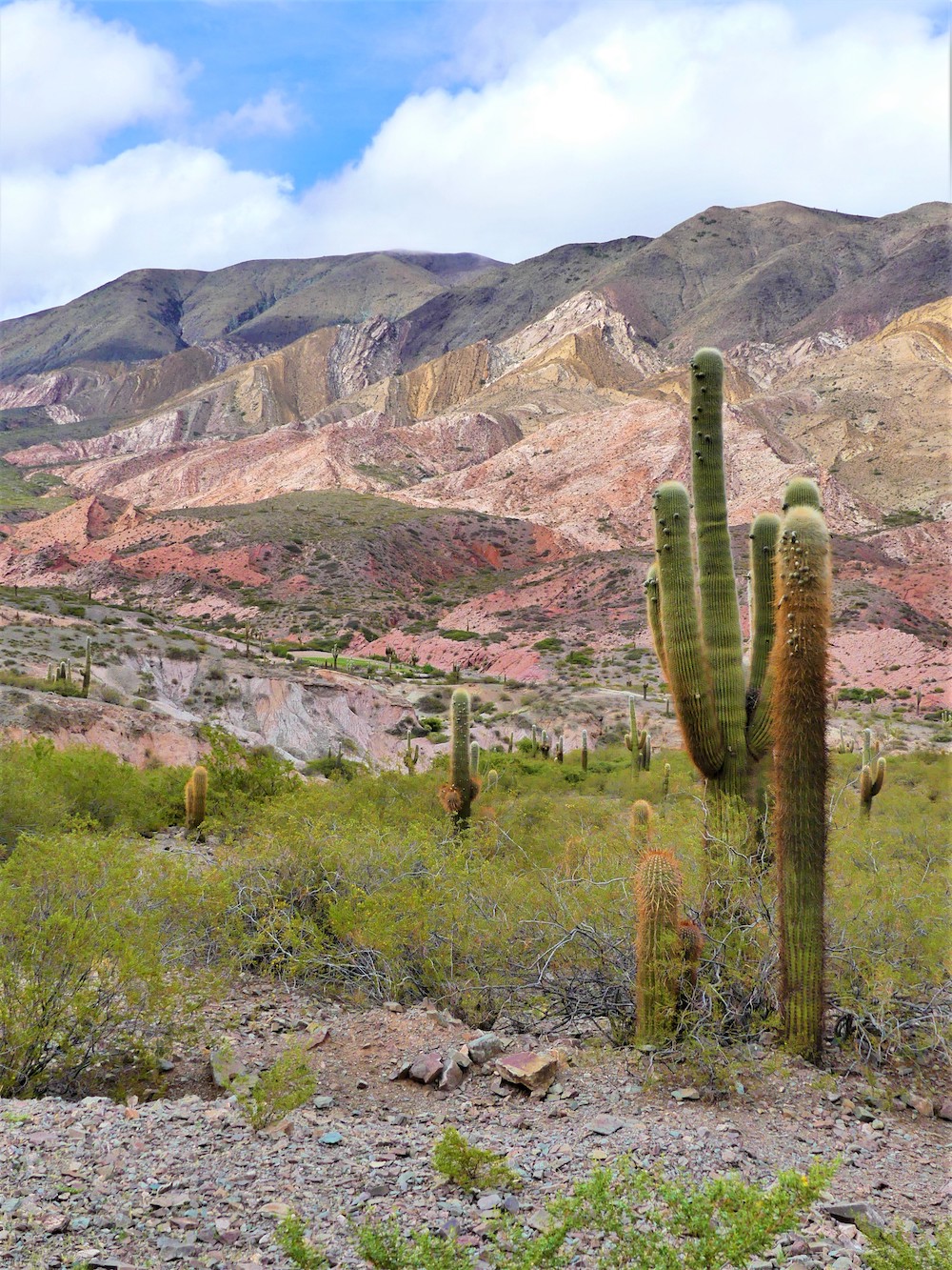 Cactus in Argentinië