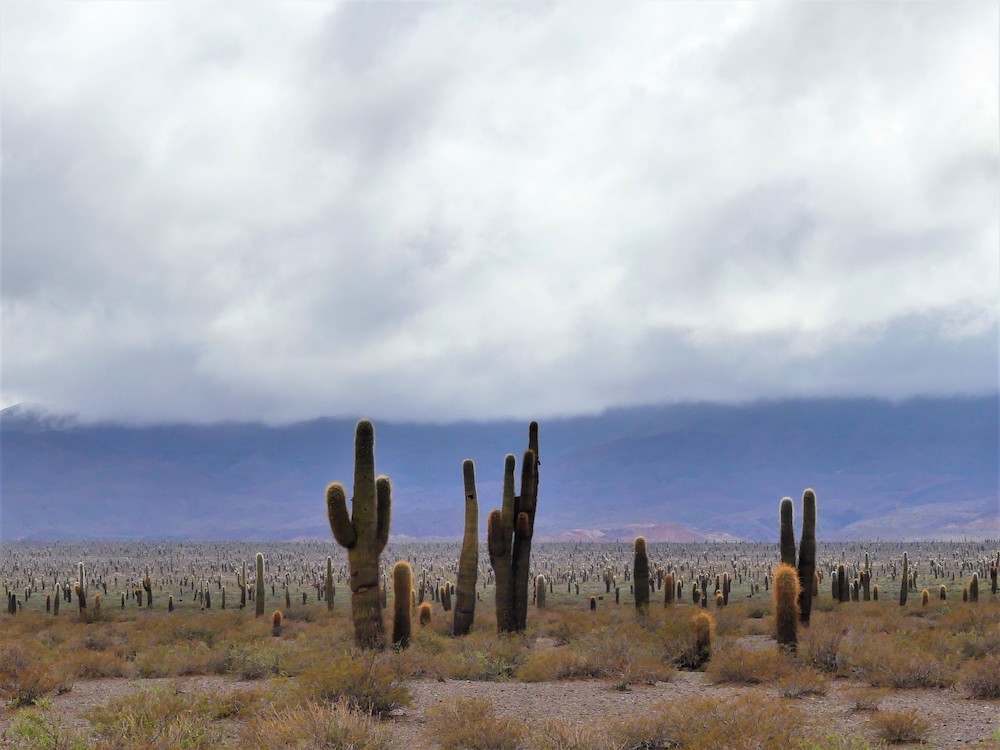 Cactus in Argentinië