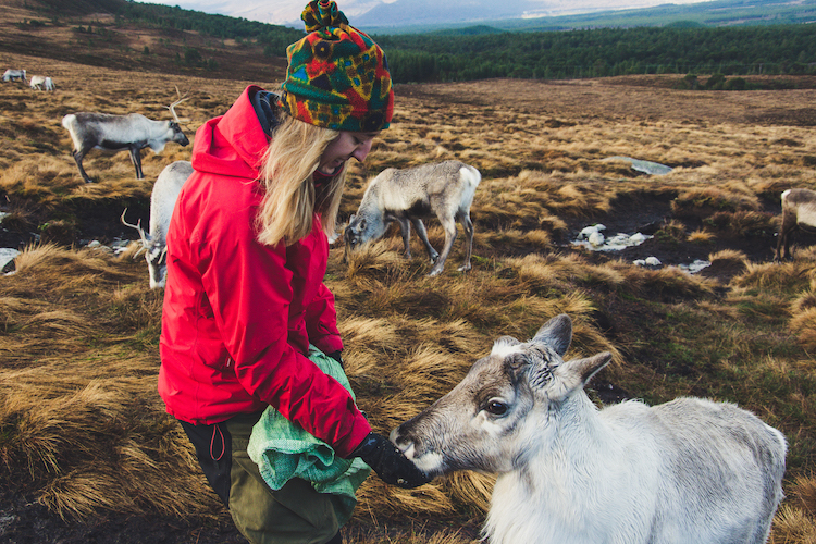 Cairngorms Schotland herder rendieren