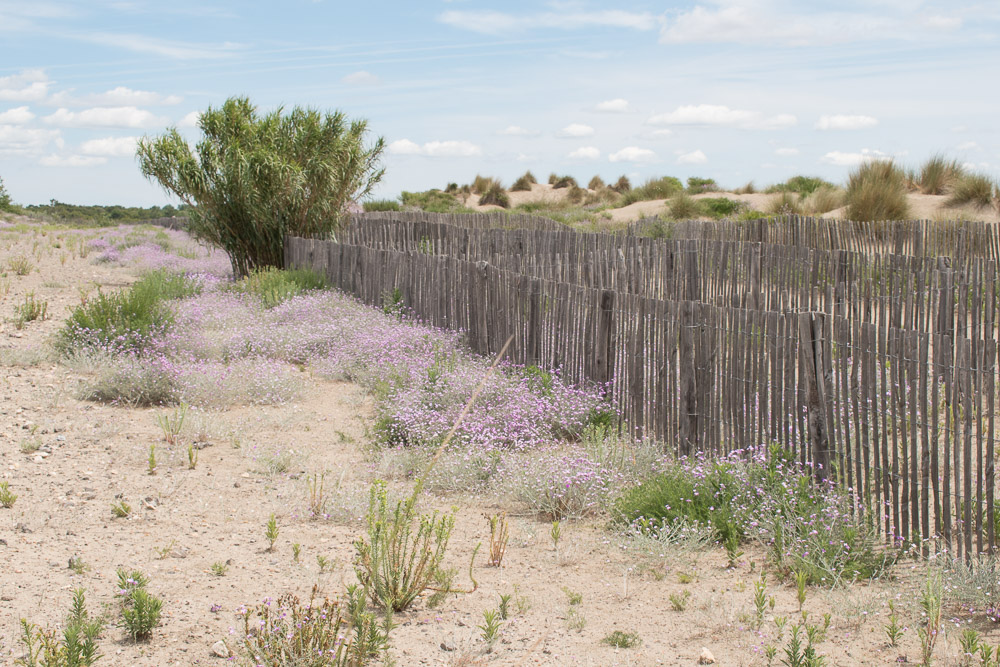 Camargue Frankrijk fietsen