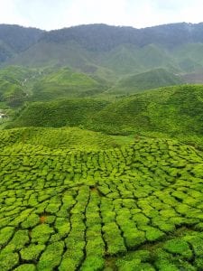 cameron highlands maleisie backpack route 3 weken