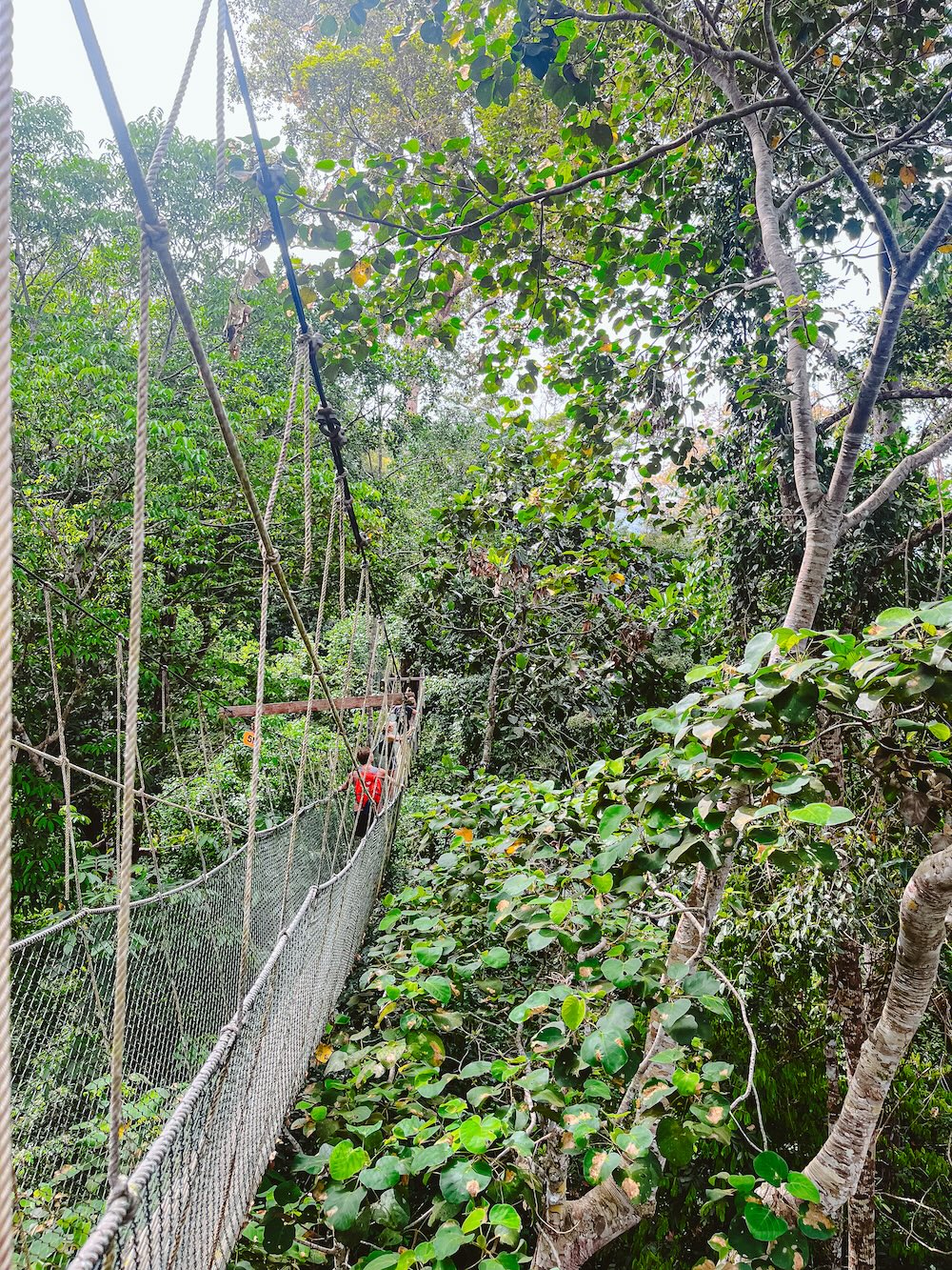 Canopy walk, Taman Negara