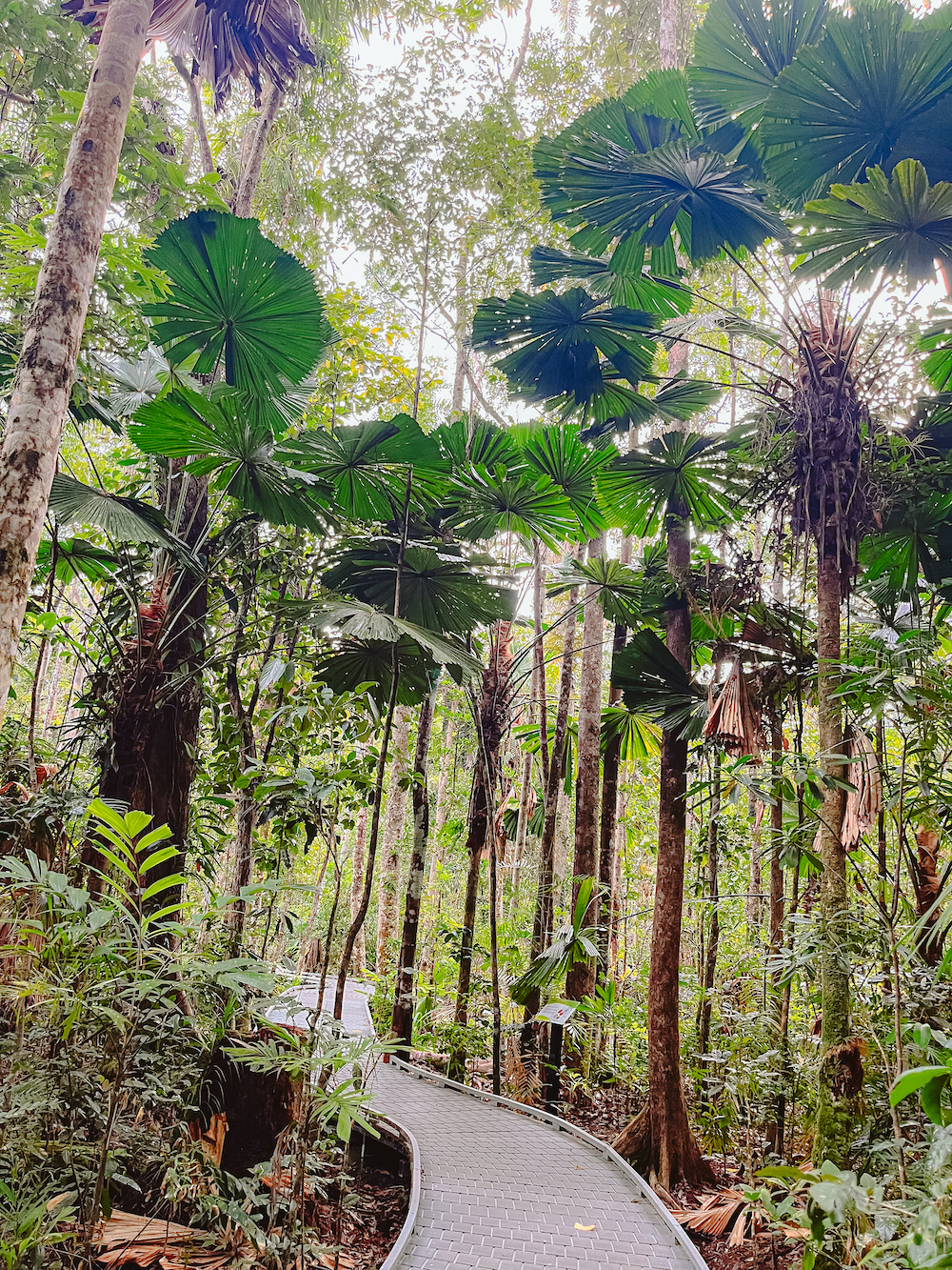 Cape Tribulation