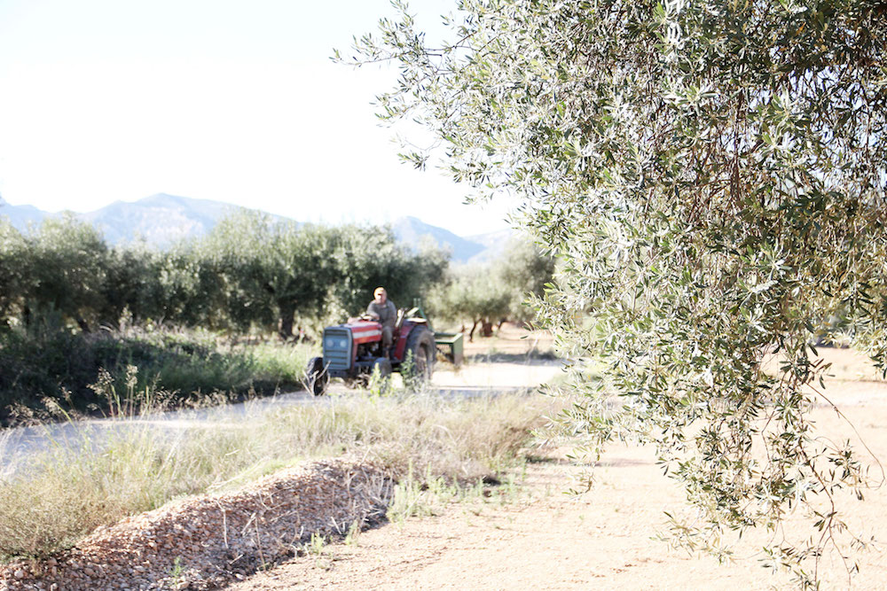 Castellon Spanje tip Millenial-olive-trees-12