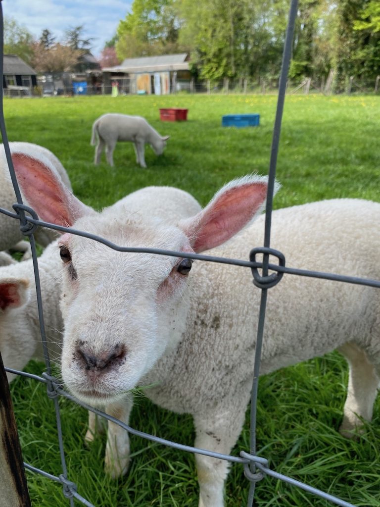 Castricum bij de boer logeren