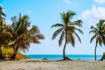 Caye Caulker, palmen op het strand