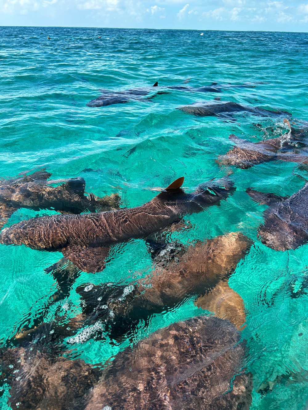 Belize caye caulker