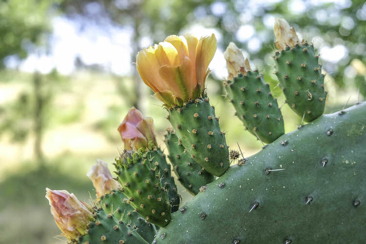 Centro de Portugal cactus natuur