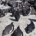 Penguin Boulders Beach