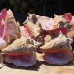 Conch schelpen nassau