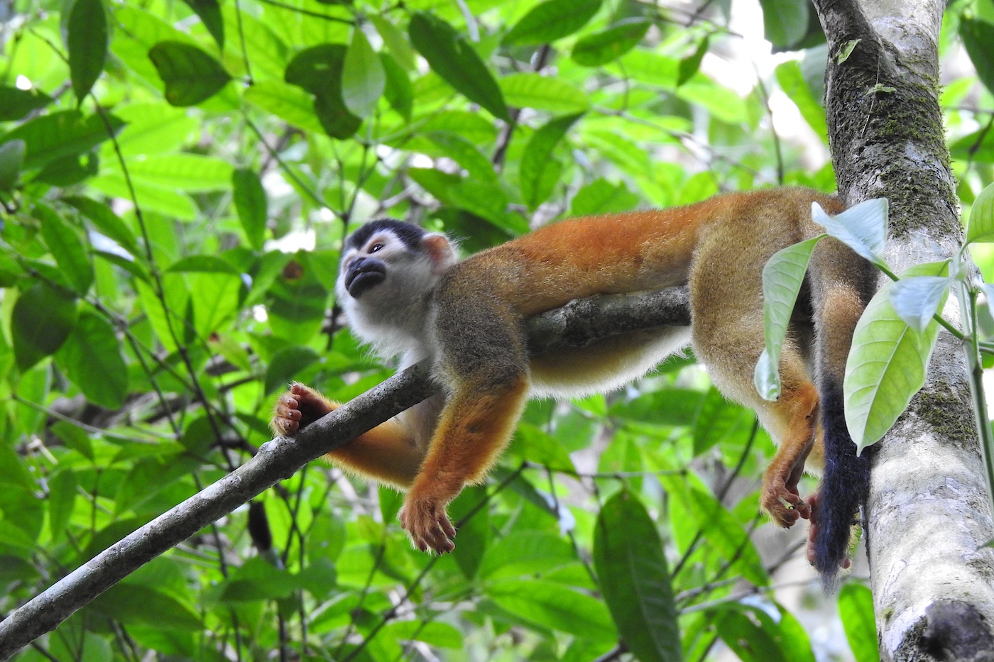 Corcovado National Park