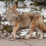 Coyote Icefields Parkway