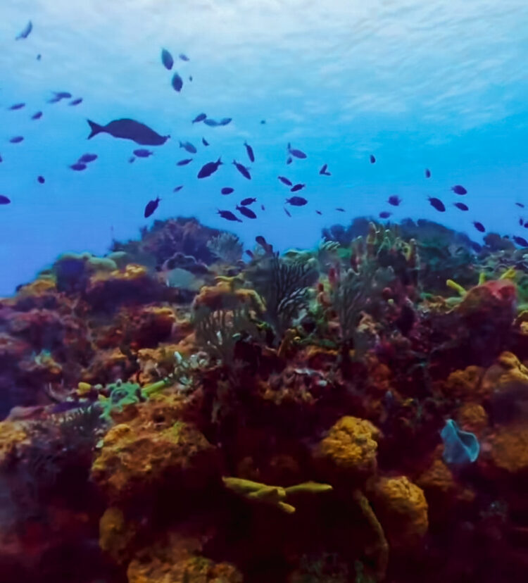 Cozumel reef duiken snorkelen