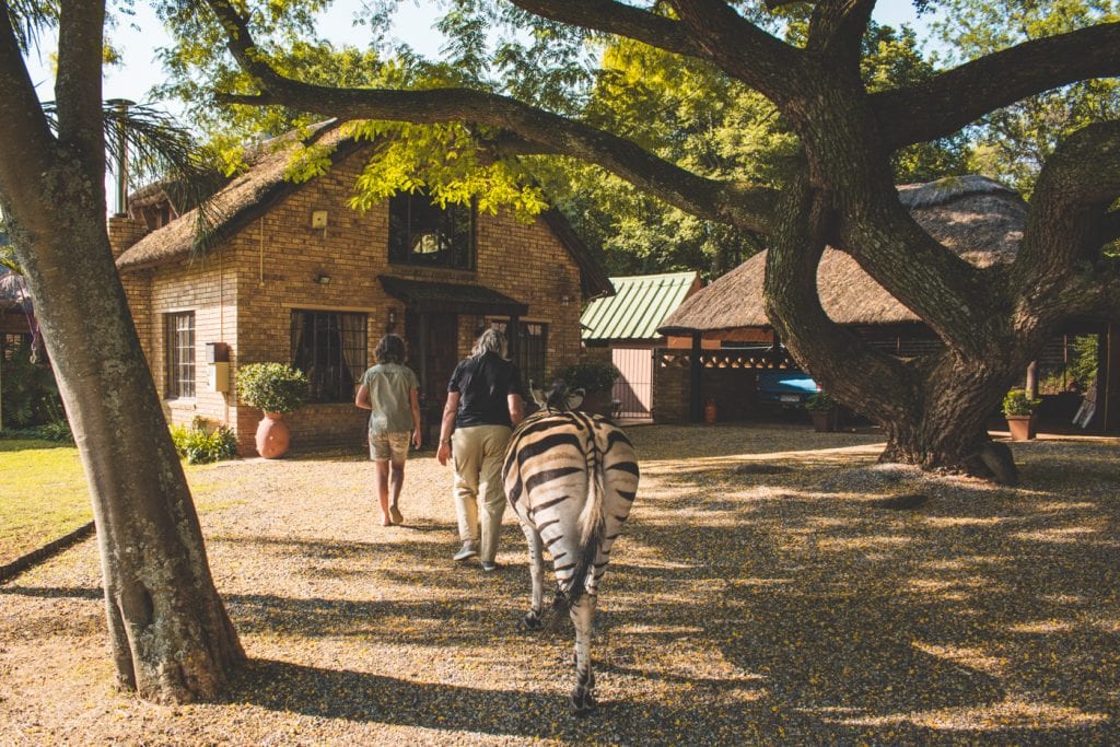 Cullinan Zebra