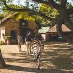 Cullinan Zebra