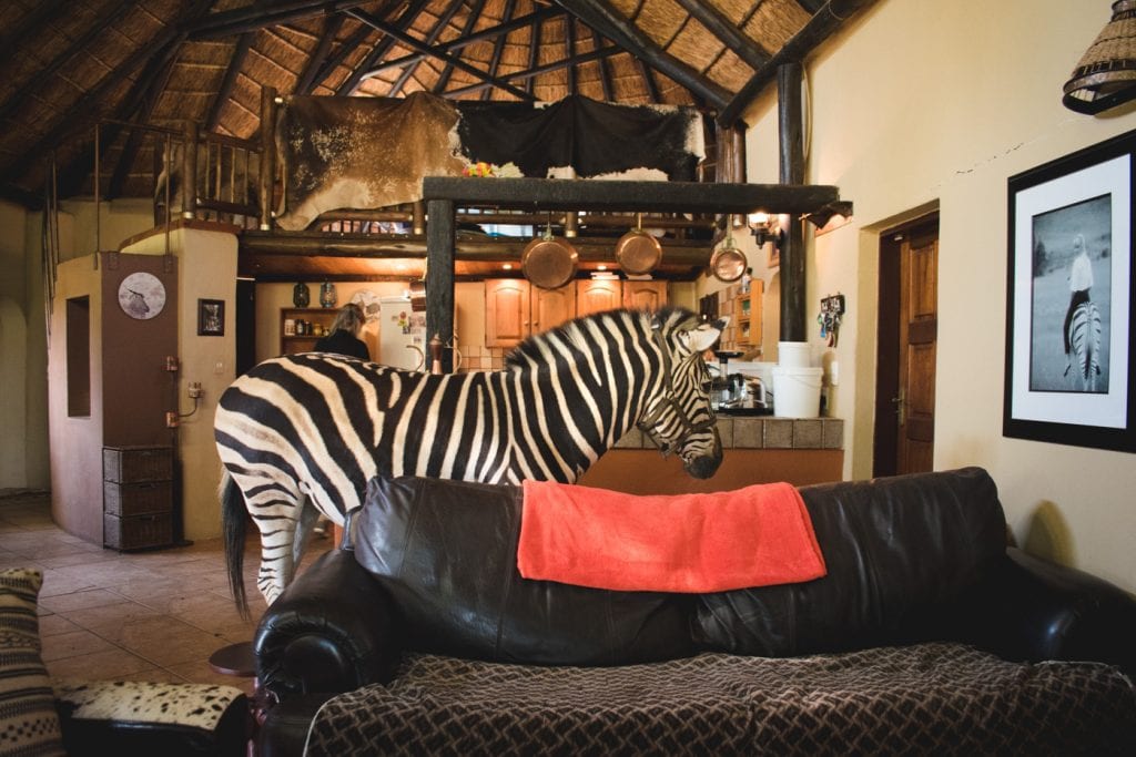 Cullinan Zebra-2