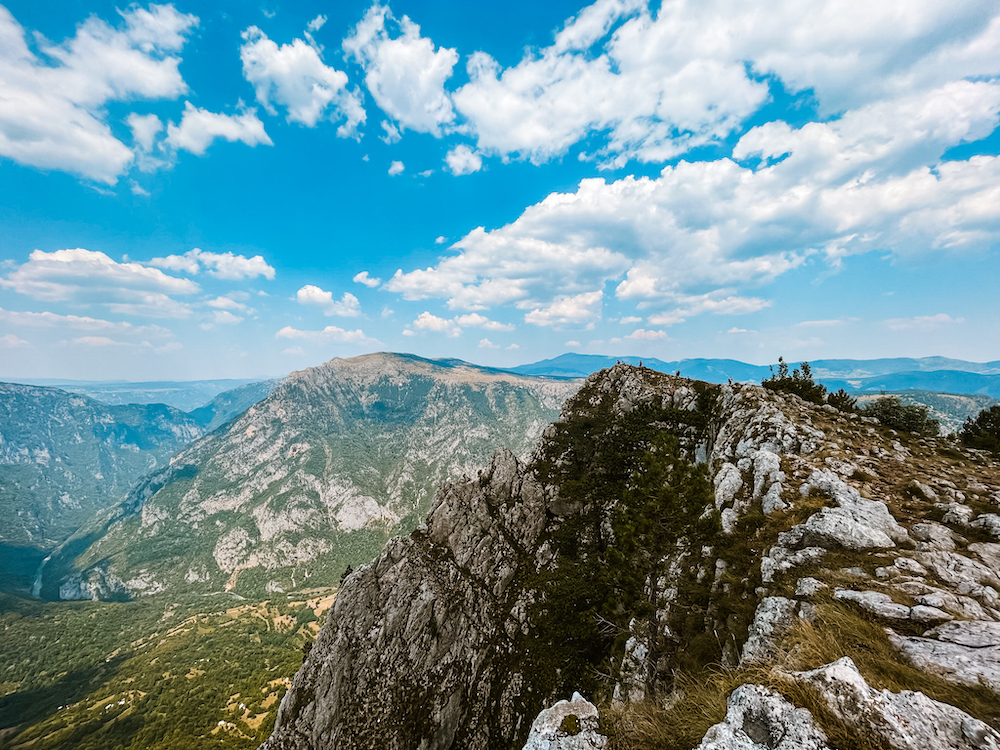 Curevac viewpoint