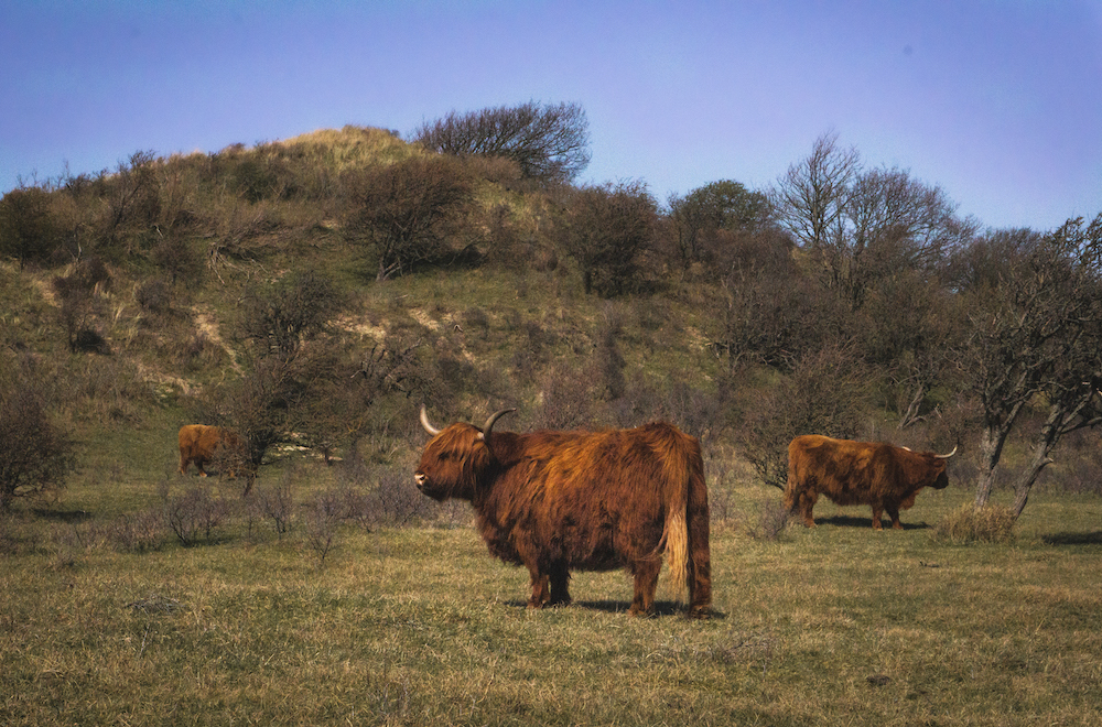 Schotse Hooglanders in het Noordhollands Duinreservaat