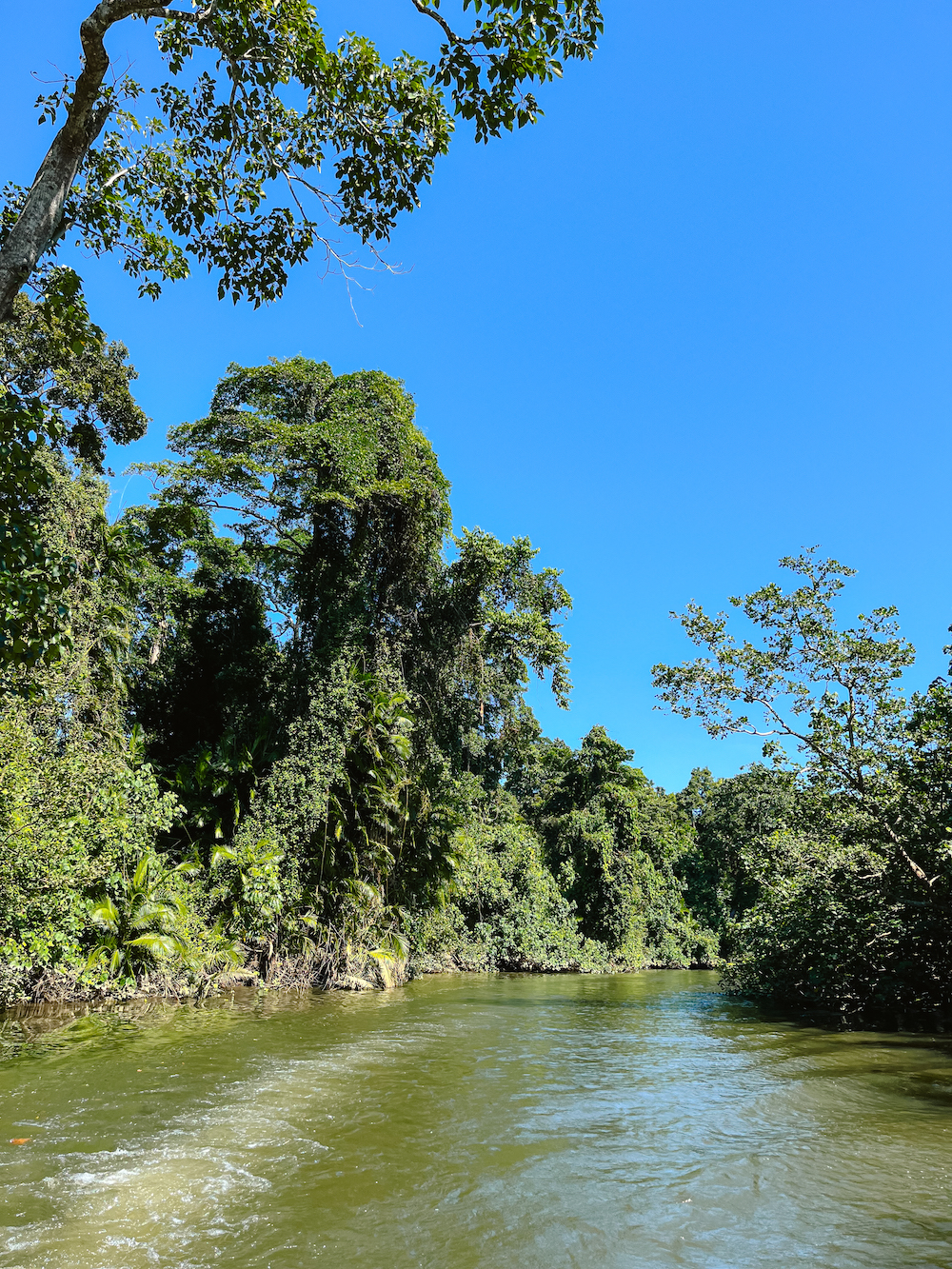 Daintree National Park