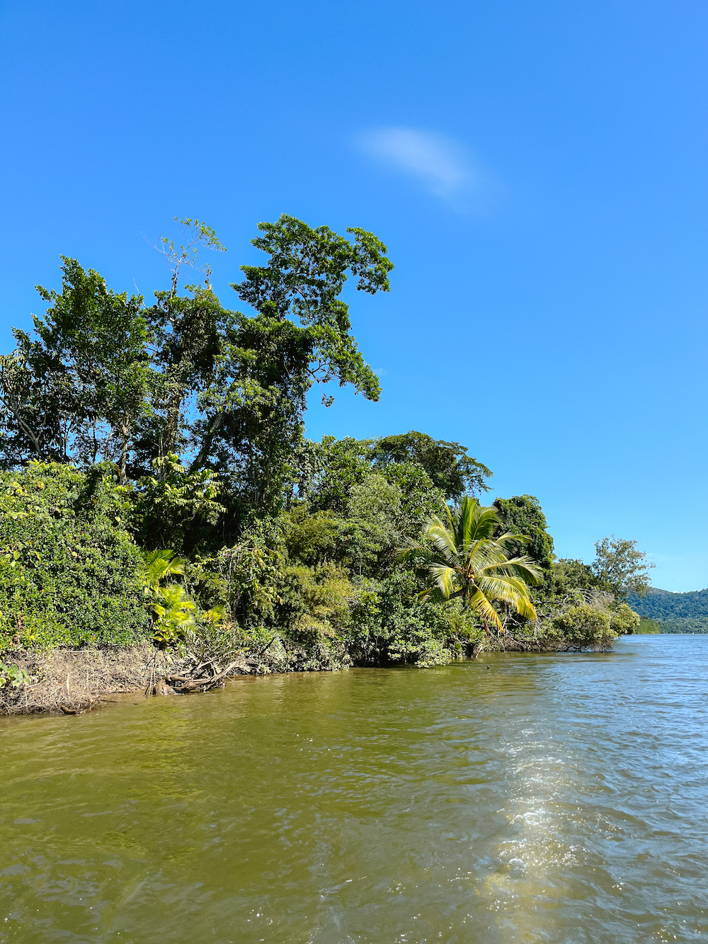 Daintree National Park Cairns