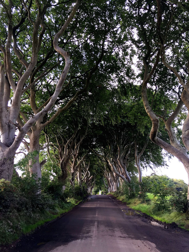 Dark-Hedges-2