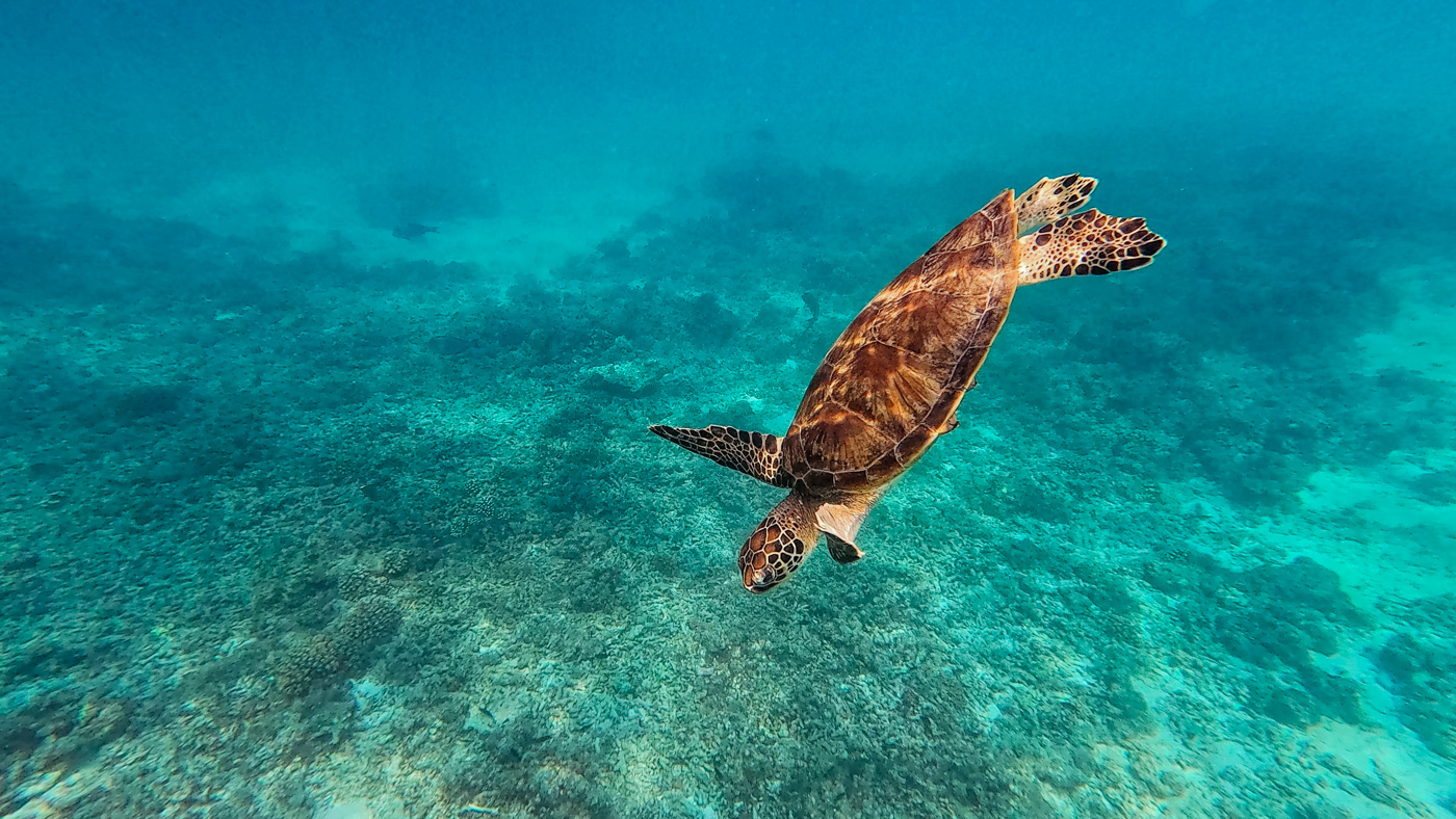 Daymaniyat eilanden oman schildpadden