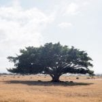 De Hoop meeting tree