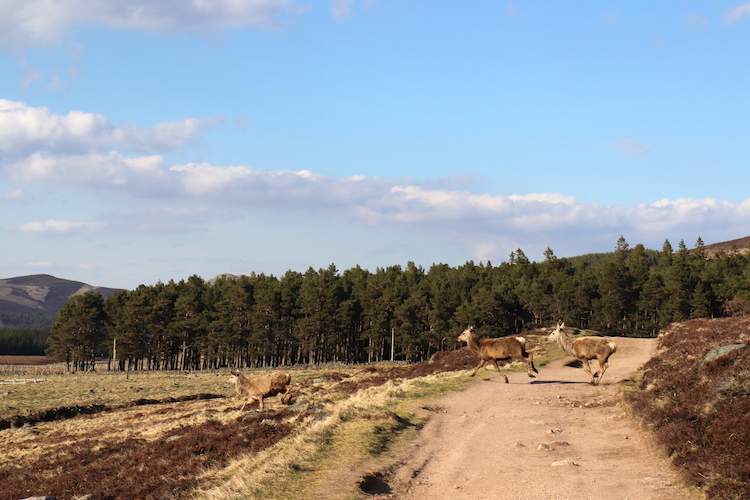 Dier Schotland Cairngorms