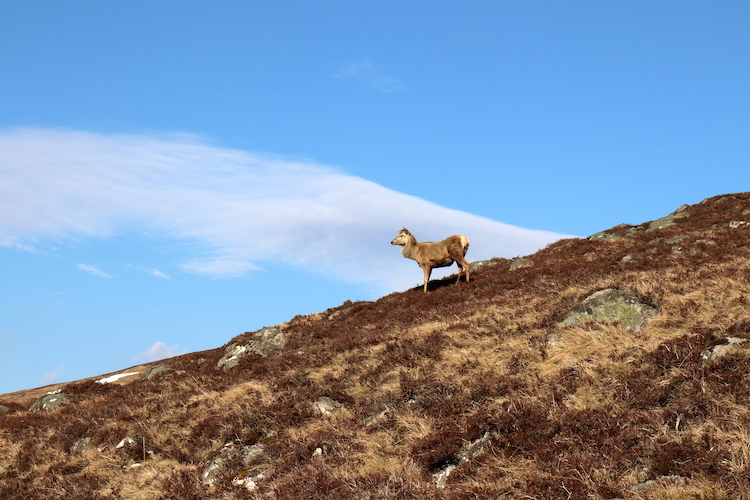 Dieren Schotland Cairngorms