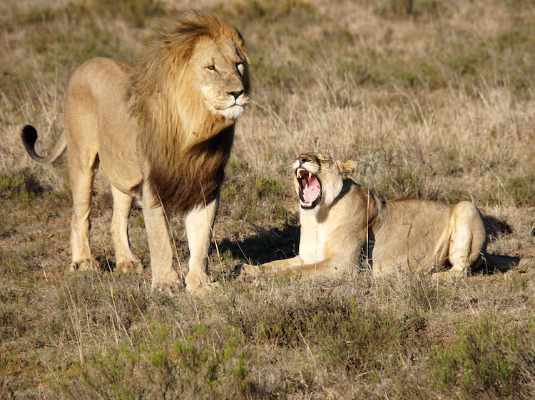 Dieren excursies leeuwen