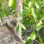 Dieren in Australie