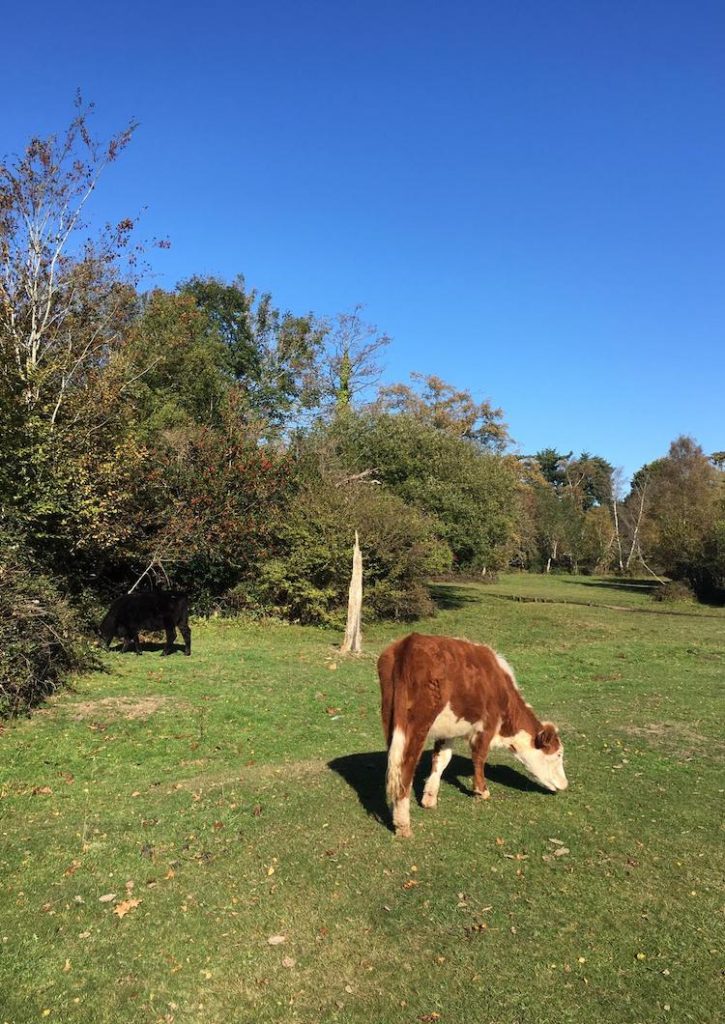 Dorset bezienswaardigheden koeien