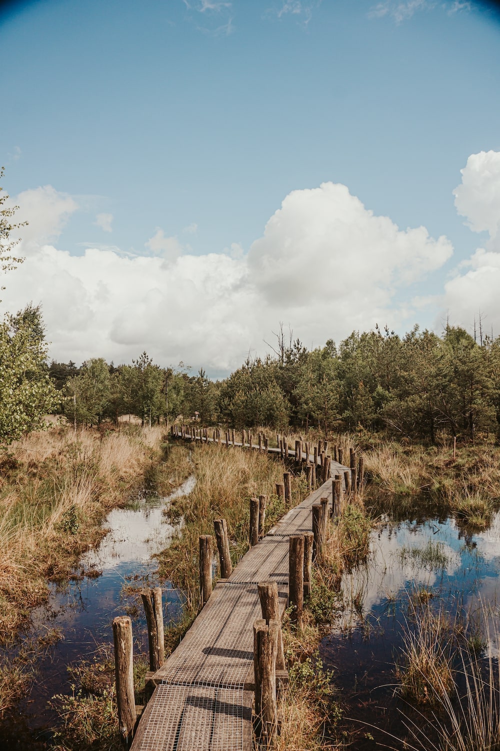 Drenthe plankenpad in Dwingeloo