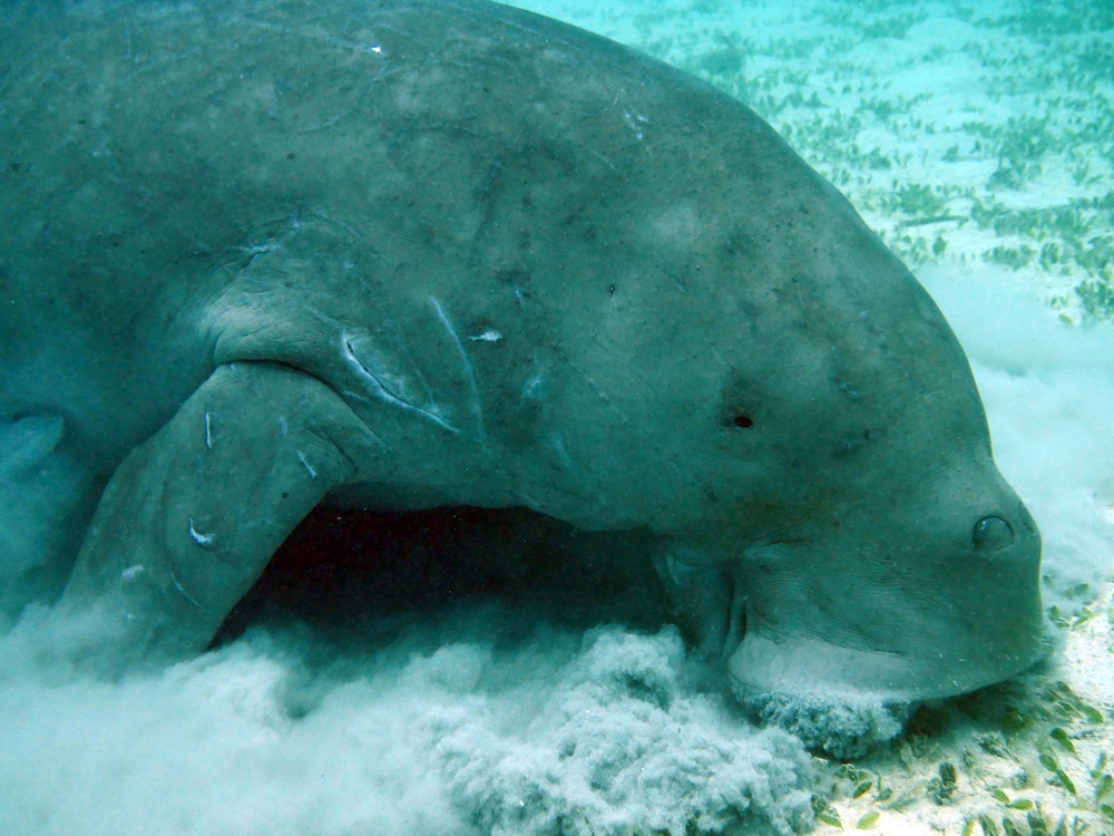 Dugongs, Coron