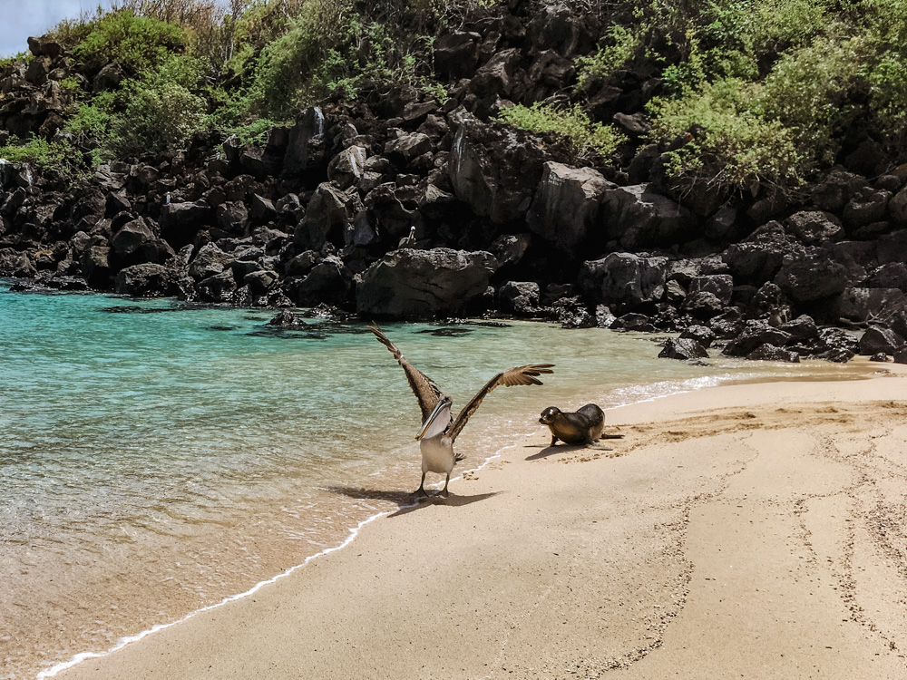 Ecuador Galapagos dieren_