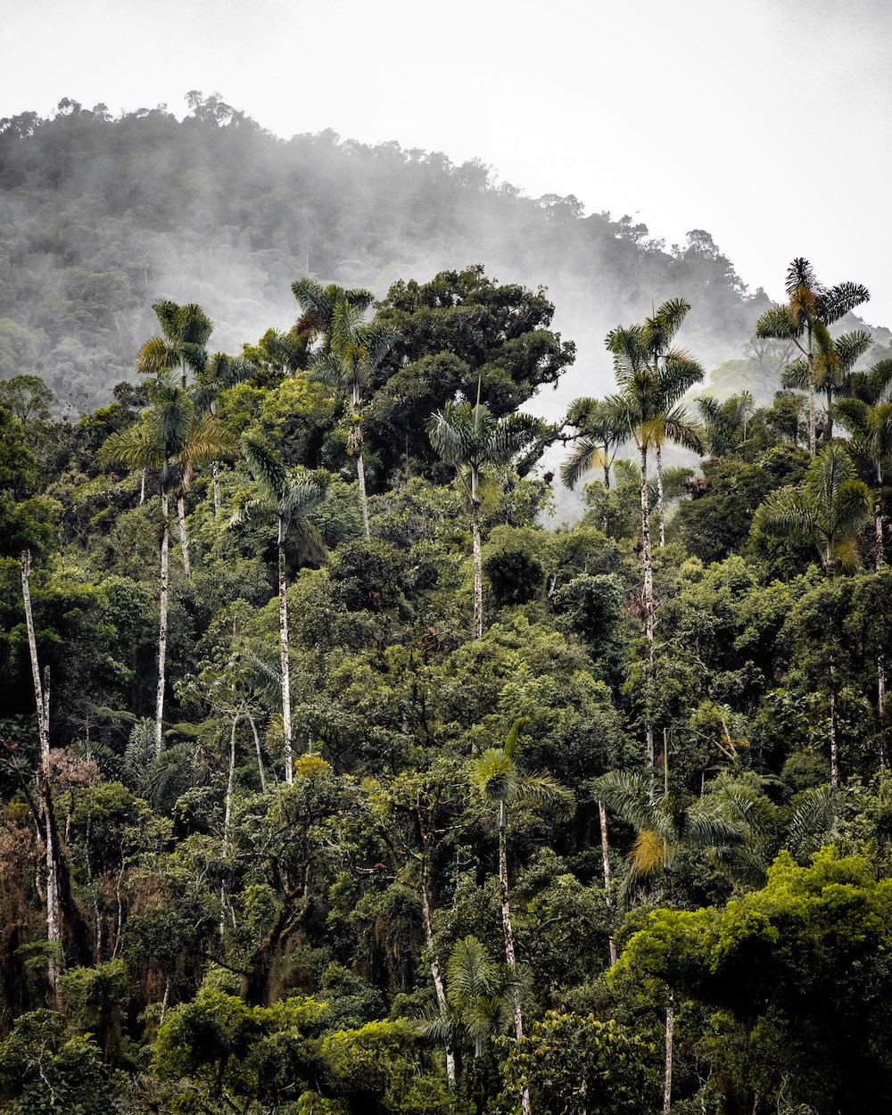 Ecuador amazone