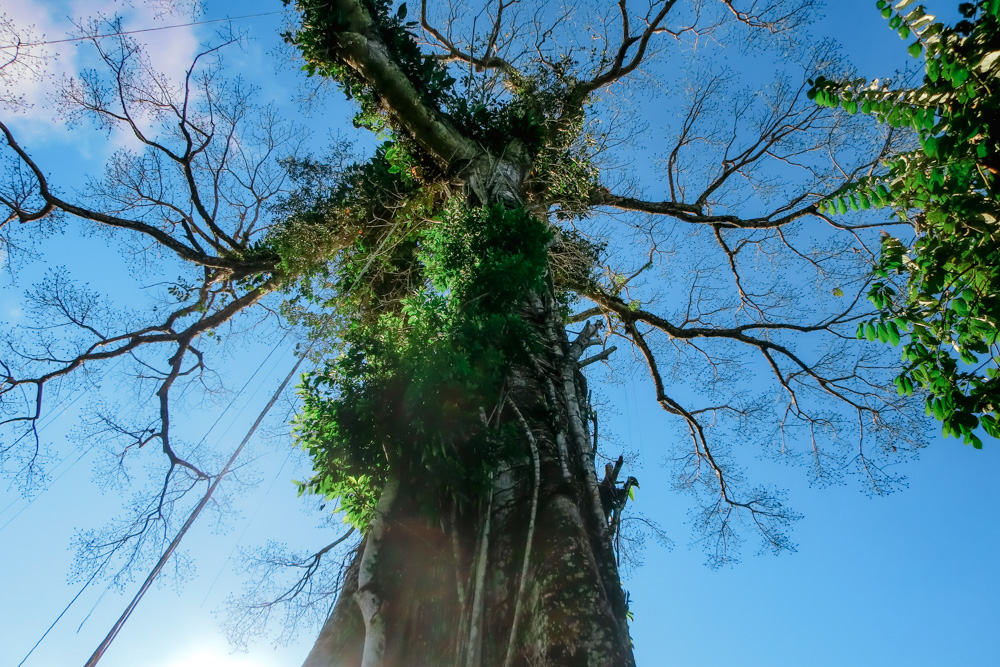 Ecuador bezienswaardigheden amazone